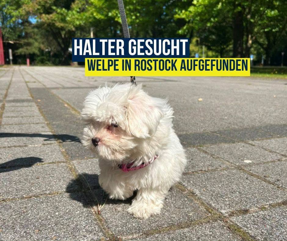 Found dog