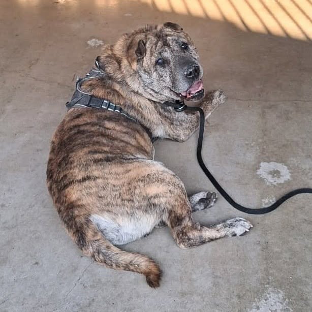 Found dog