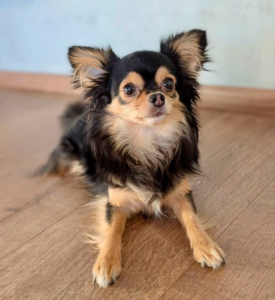 Lost Dog in Eschweiler