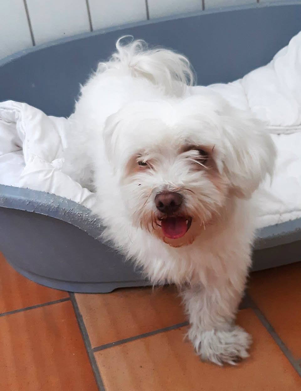 Found dog