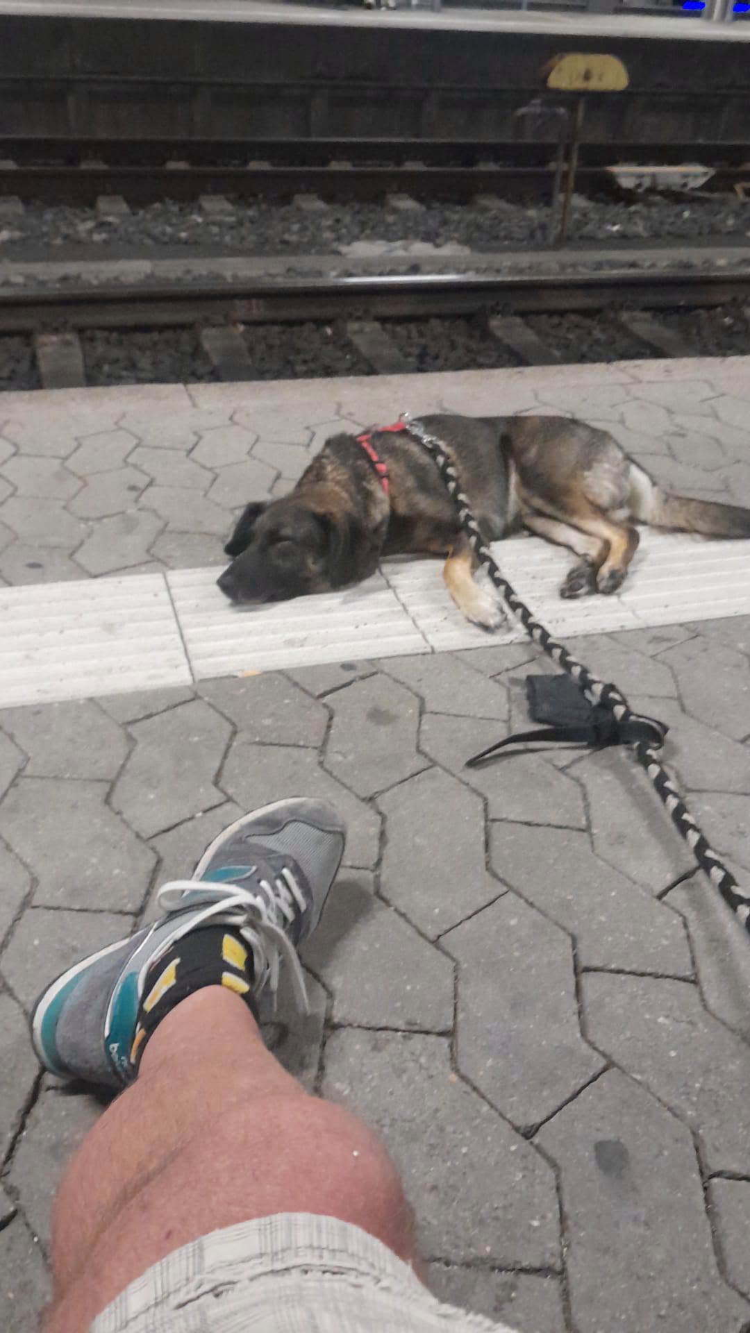 Lost Dog in Nuremberg