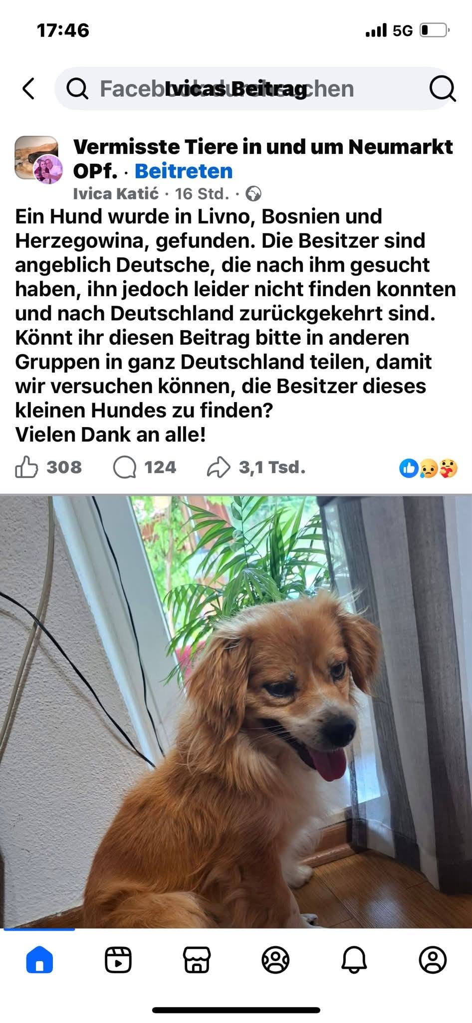 Found dog