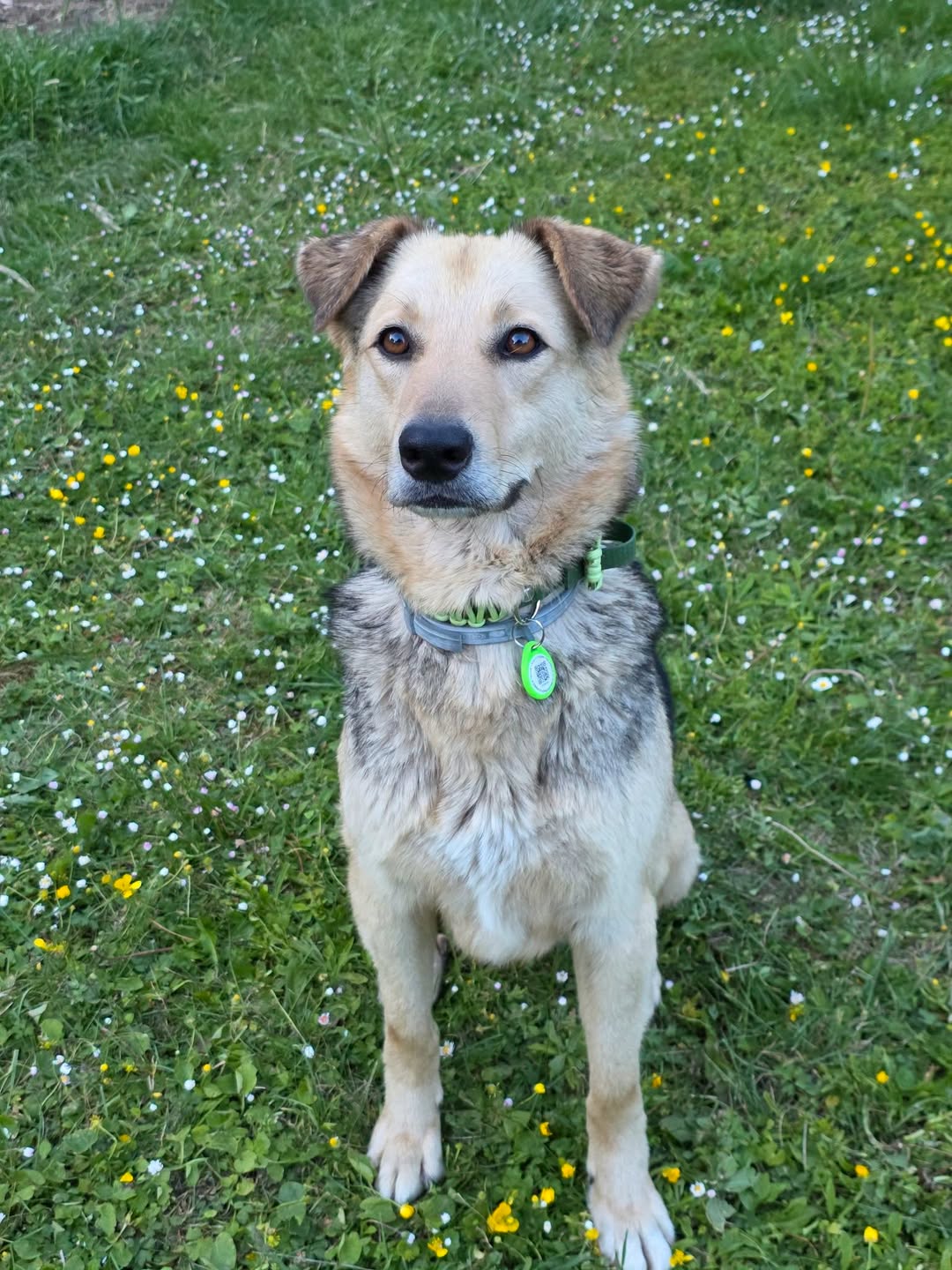 Lost Dog in Gersheim