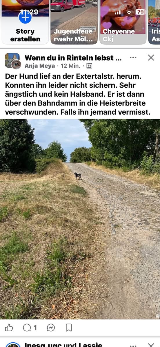 Found Dog in Rinteln