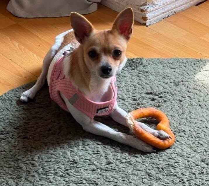 Lost dog
