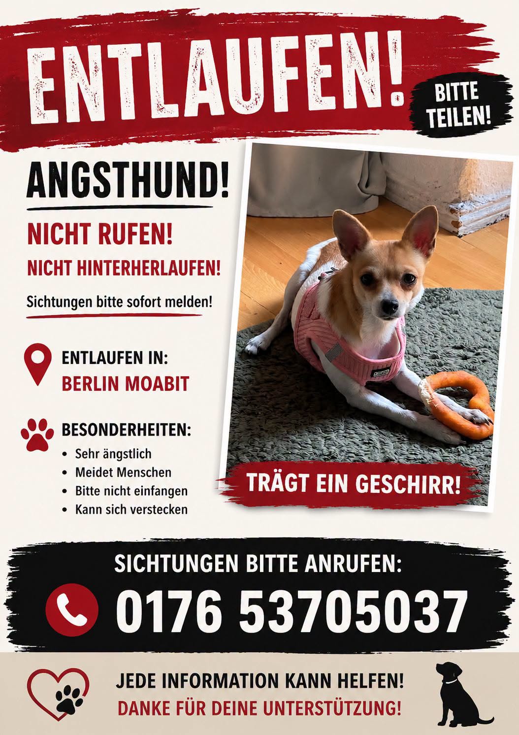 Lost dog