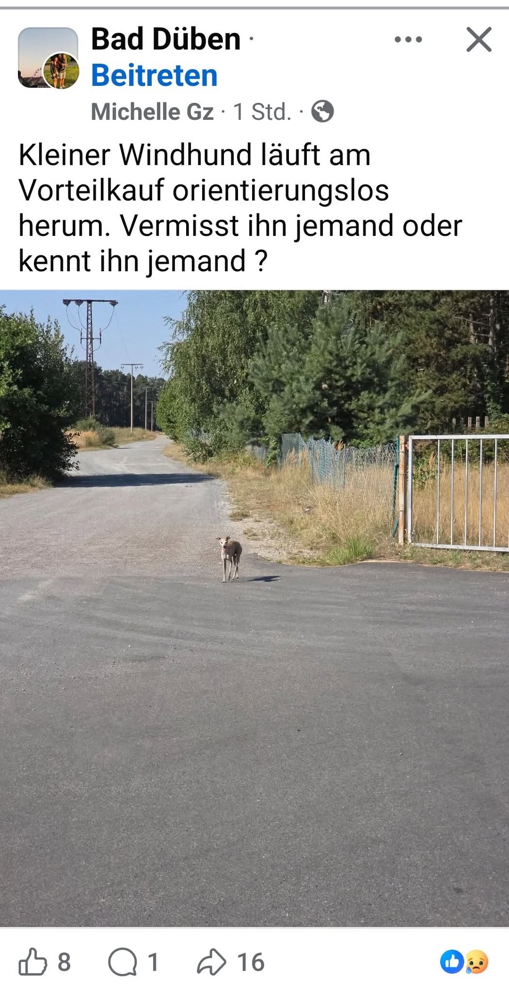 Found Dog in Bad DüBen