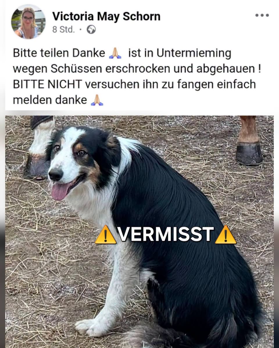 Lost Dog in Untermieming