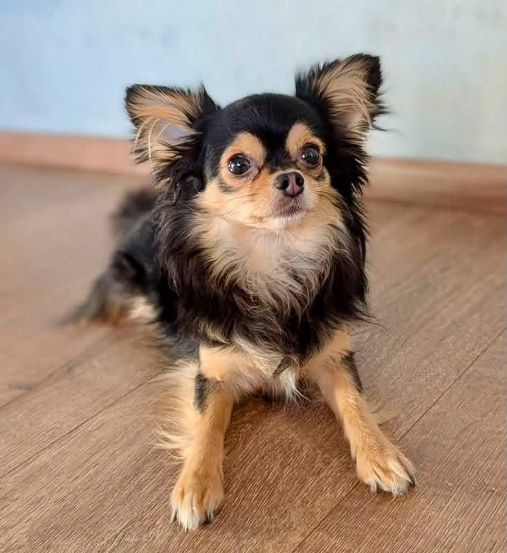 Lost Dog in Eschweiler