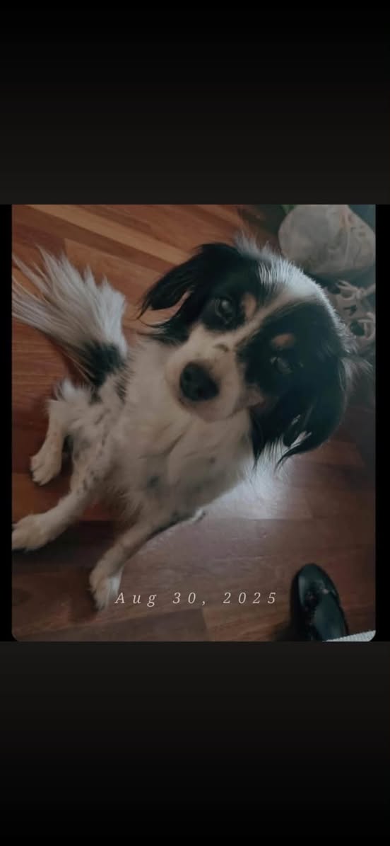Lost Dog in Germany