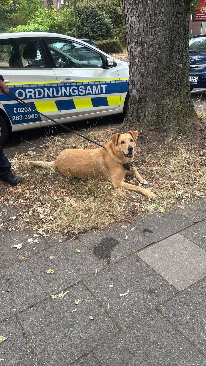 Found Dog in Duisburg