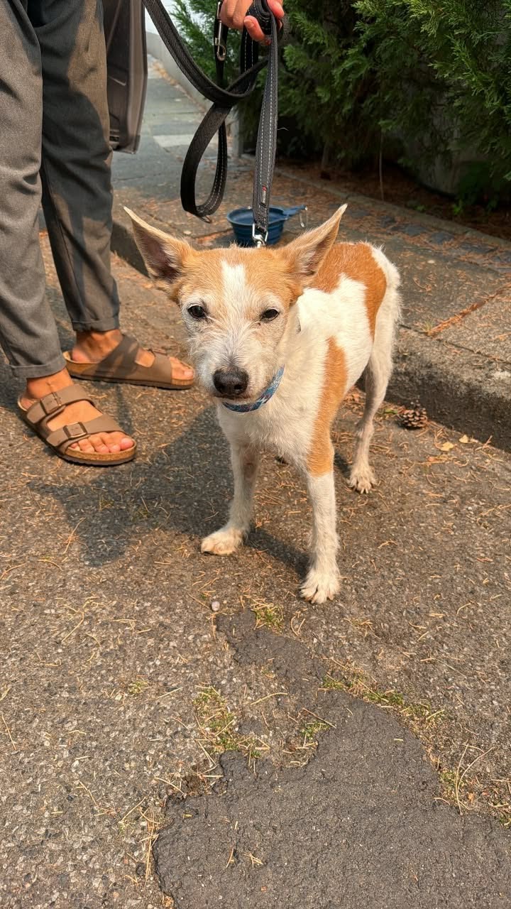 Found Dog in Cologne