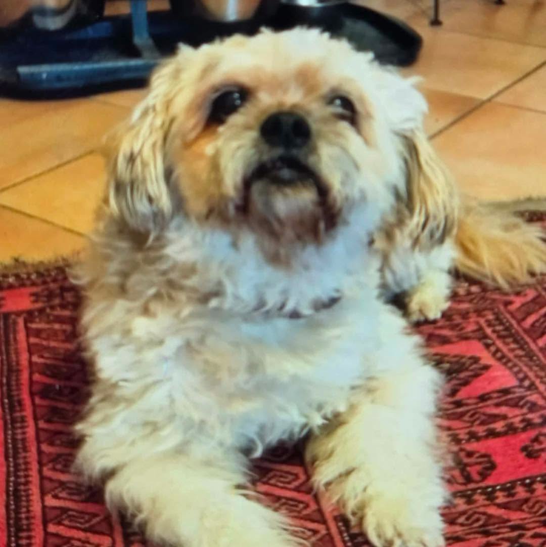 Lost Dog in Bobitz