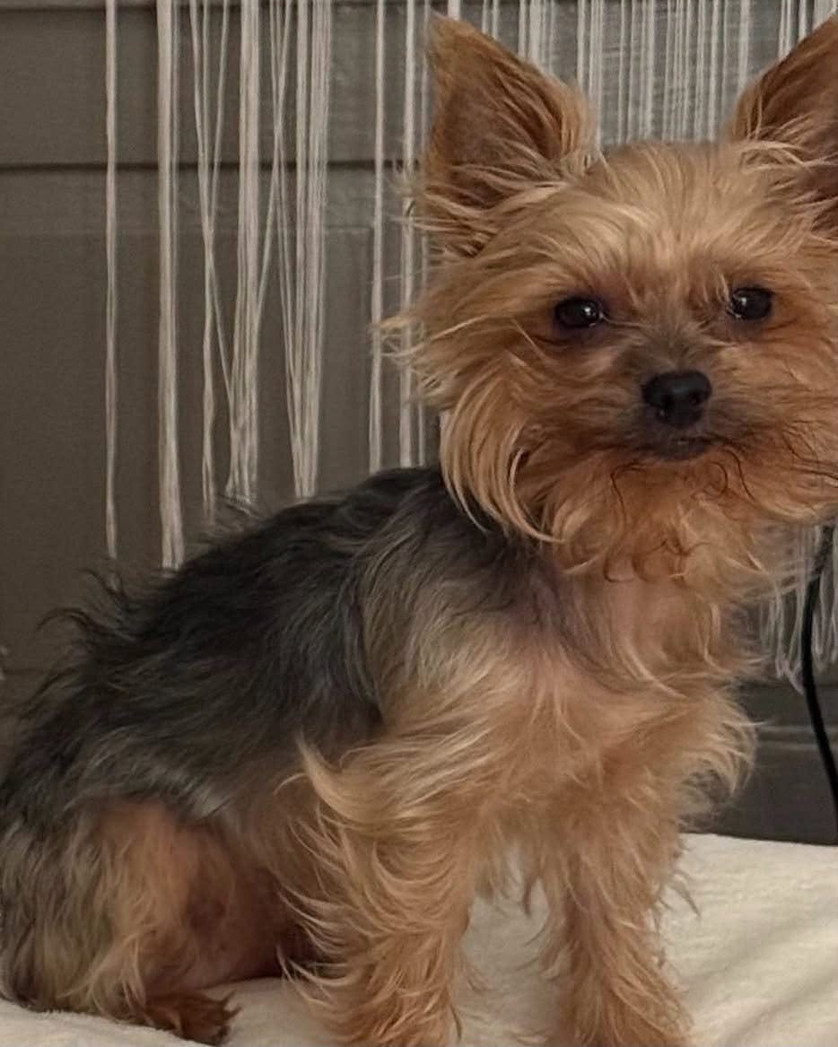 Lost Dog in Rottweil