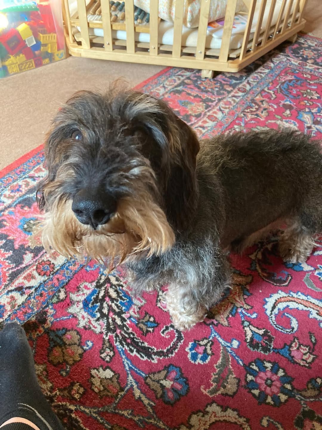 Lost Dog in Bergen