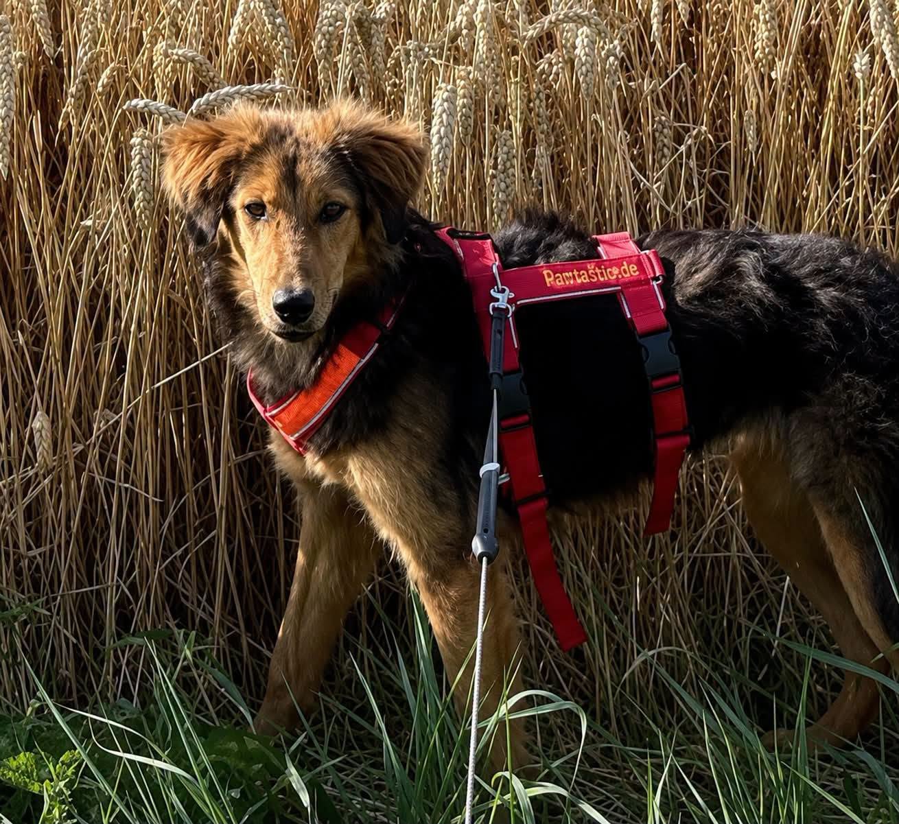 Lost Dog in Germany