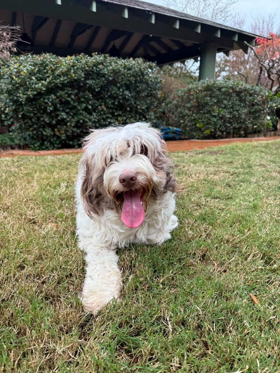 Found dog