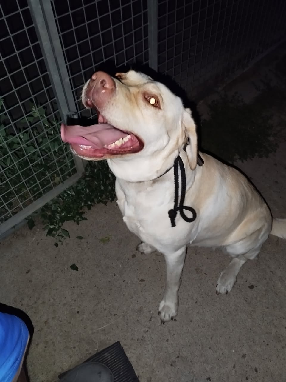 Found Dog in Brielower LandstraßE