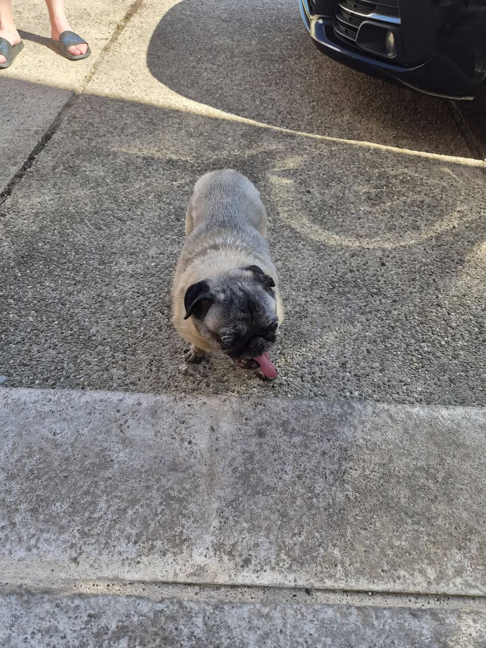 Found Dog in Perl