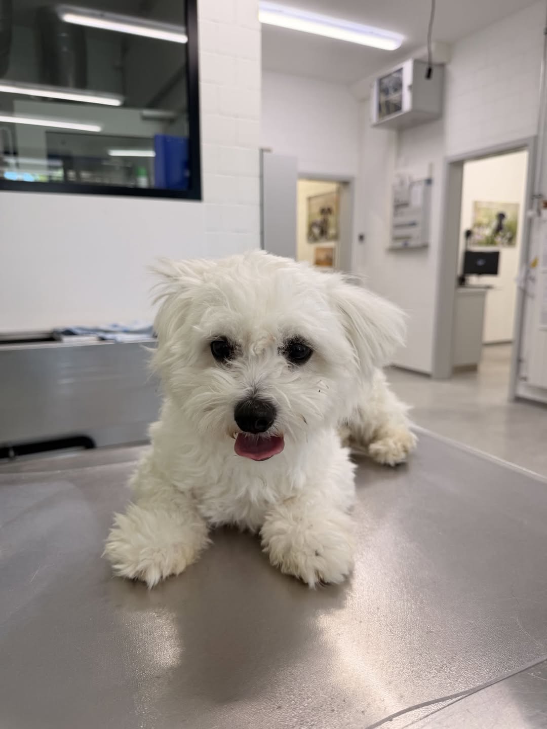 Found dog