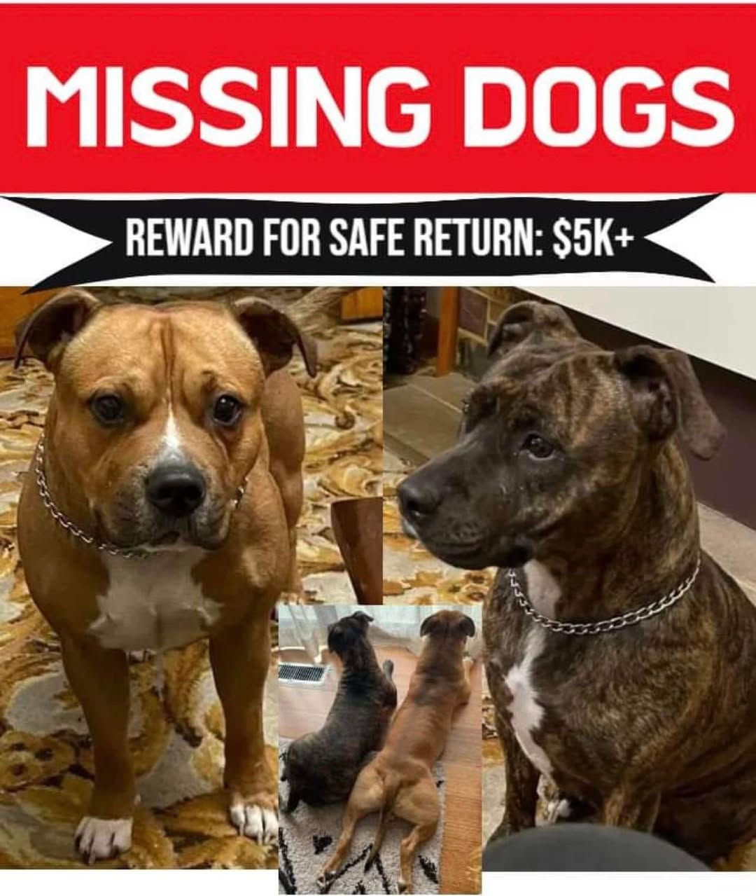 Lost Dog in Melbourne