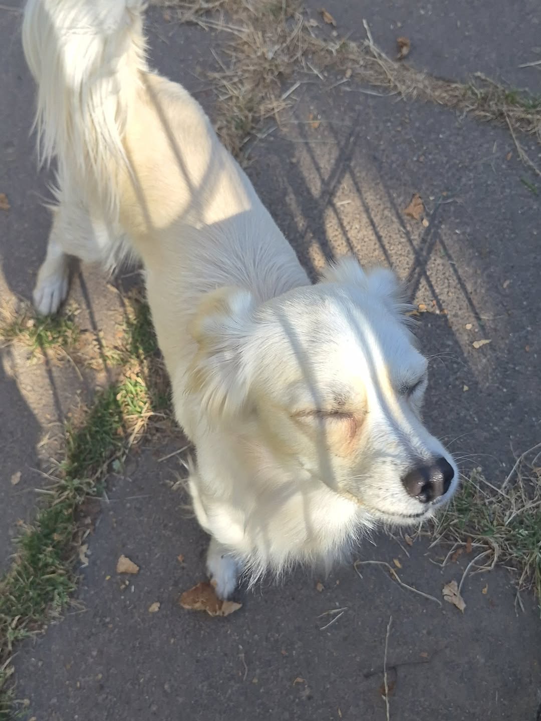 Found Dog in GöTtingen