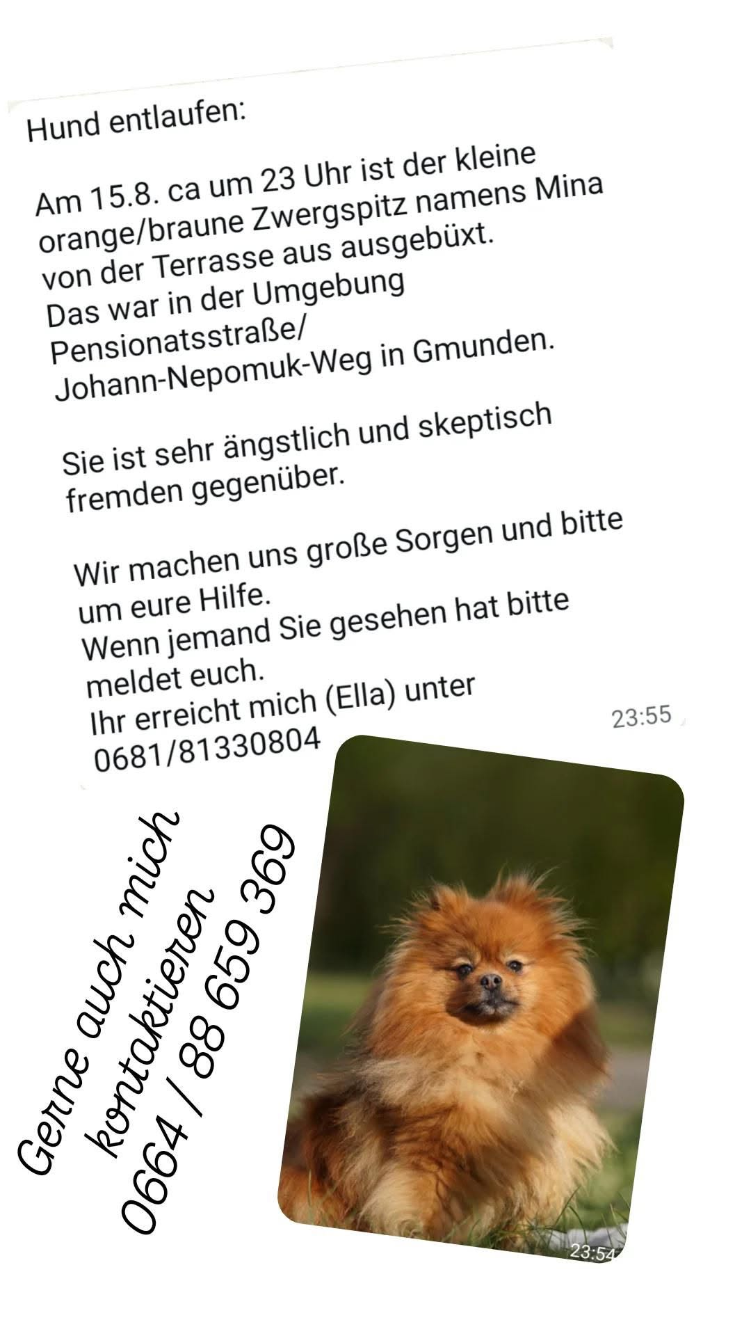 Lost Dog in Gmunden
