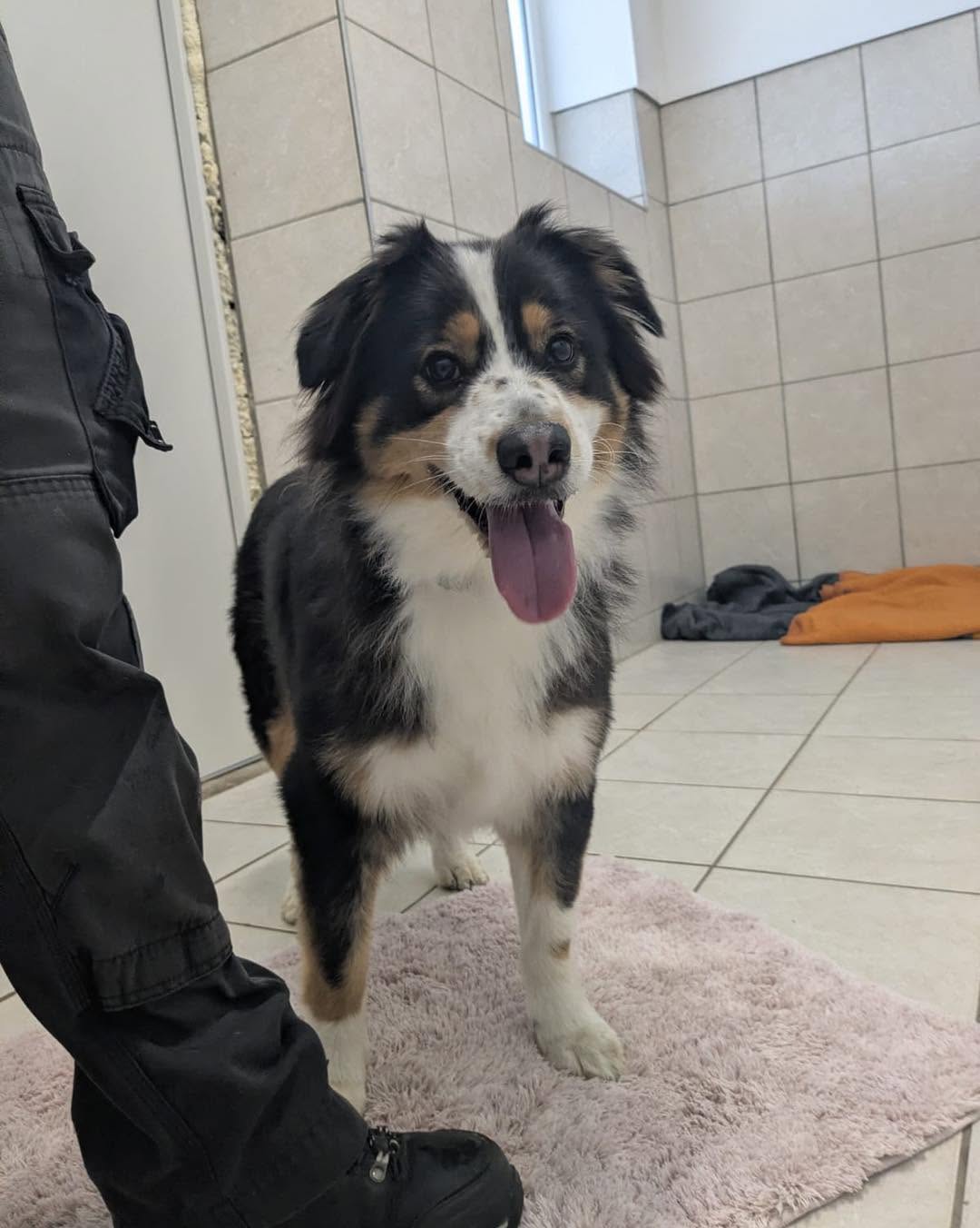Found Dog in Germany
