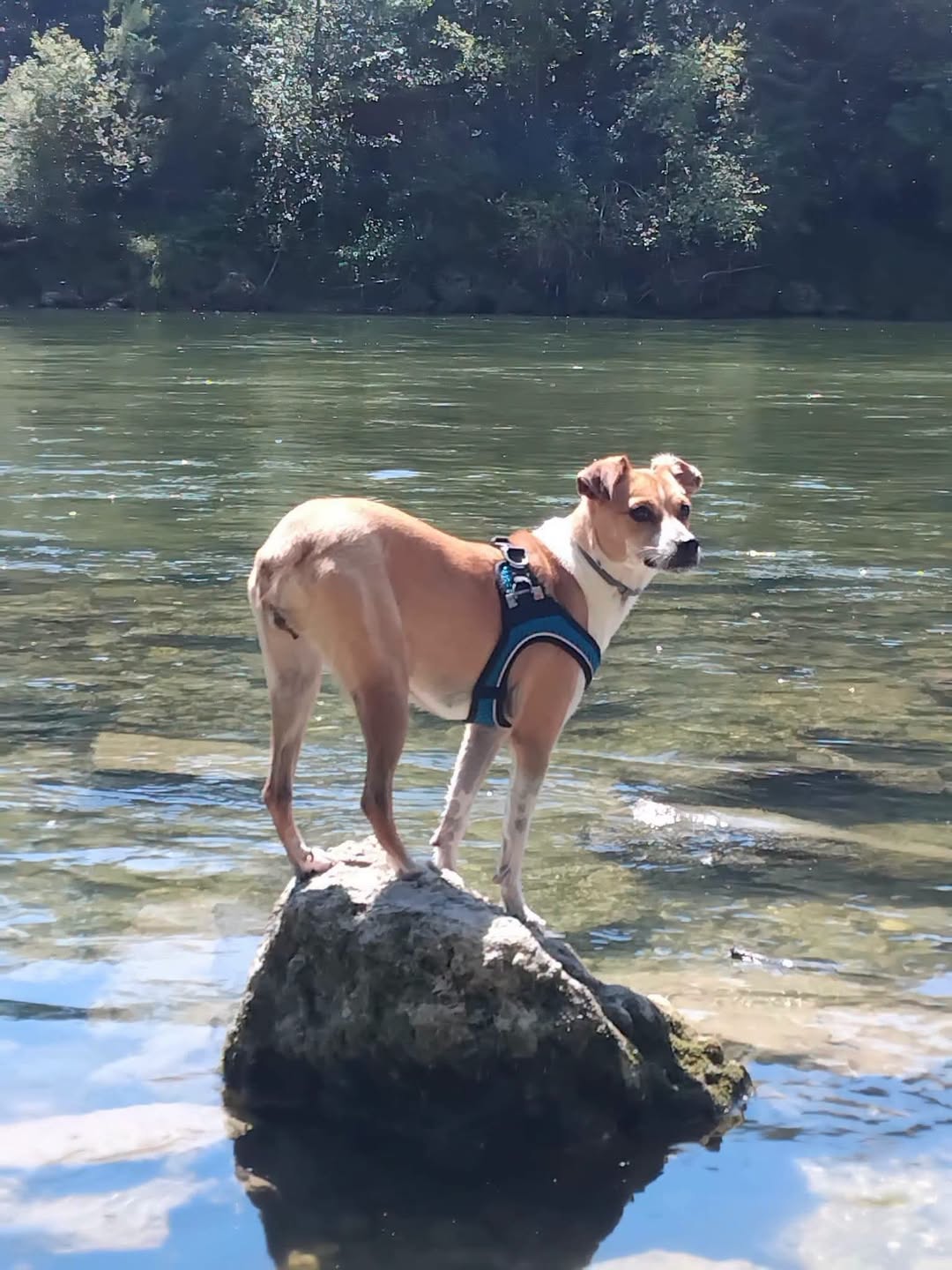 Lost Dog in Germany