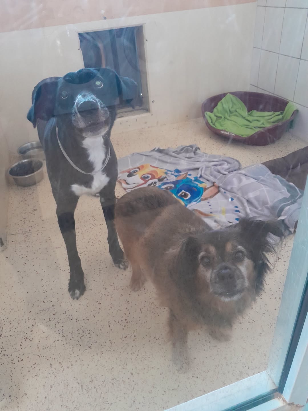 Found Dog in Germany