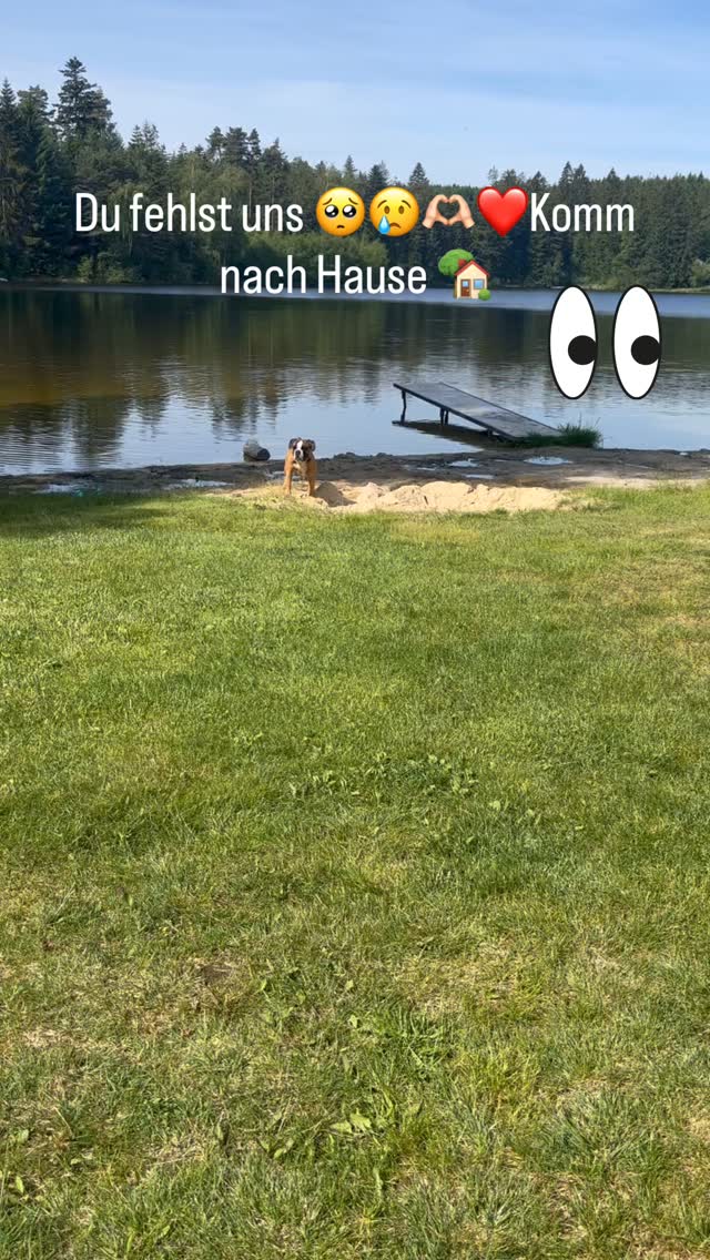 Lost Dog in Germany