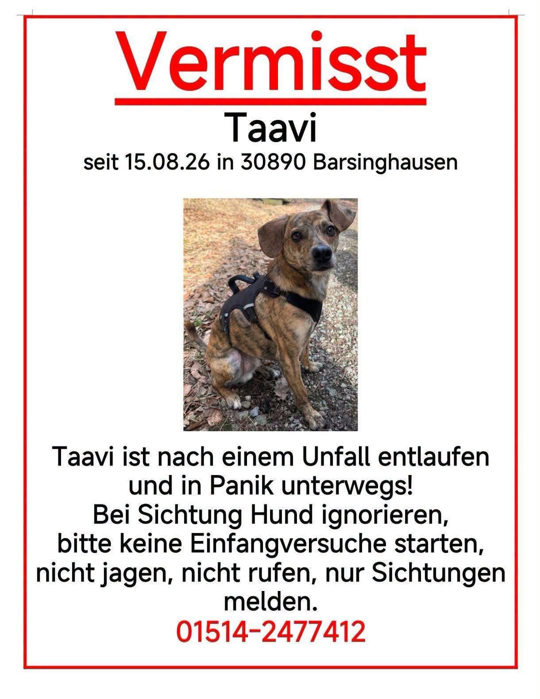 Lost Dog in Barsinghausen