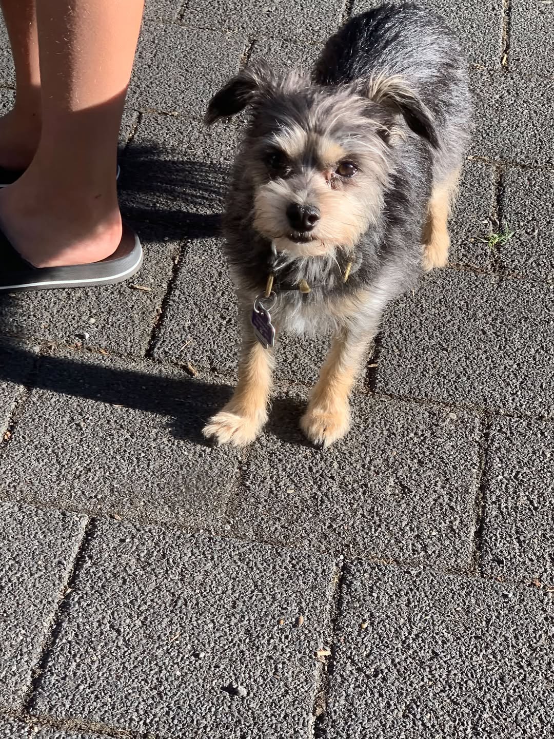Found Dog in Germany