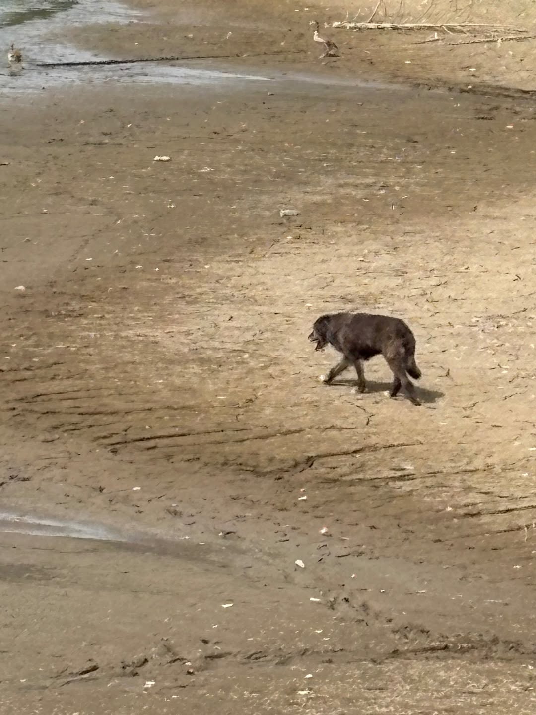 Found dog