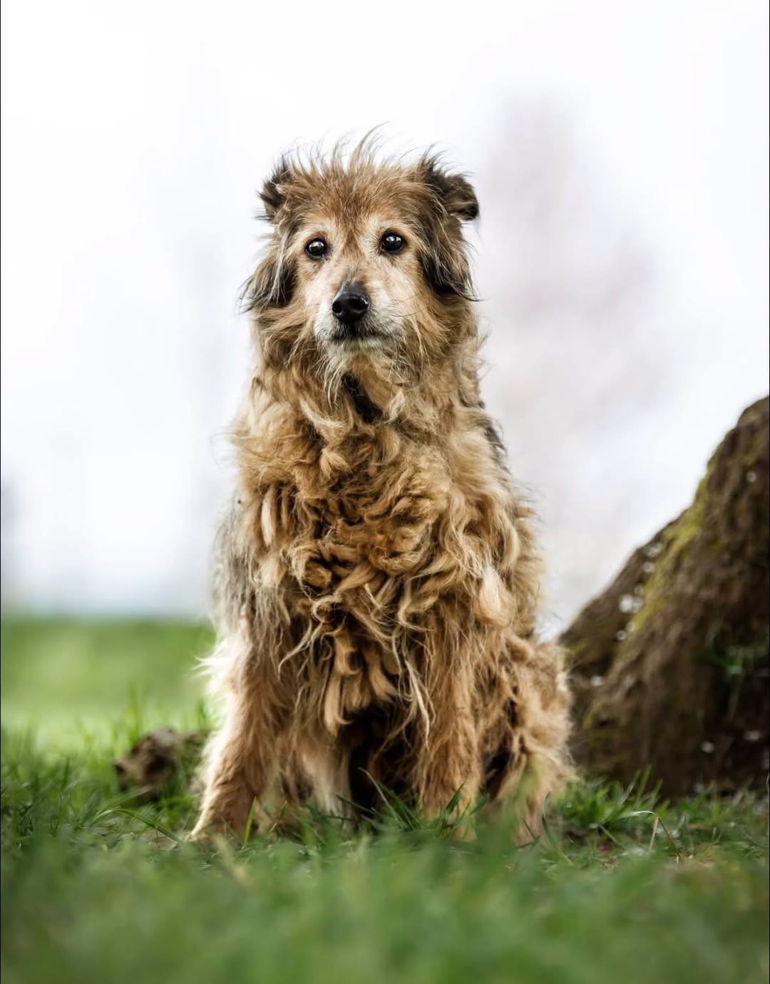 Lost dog