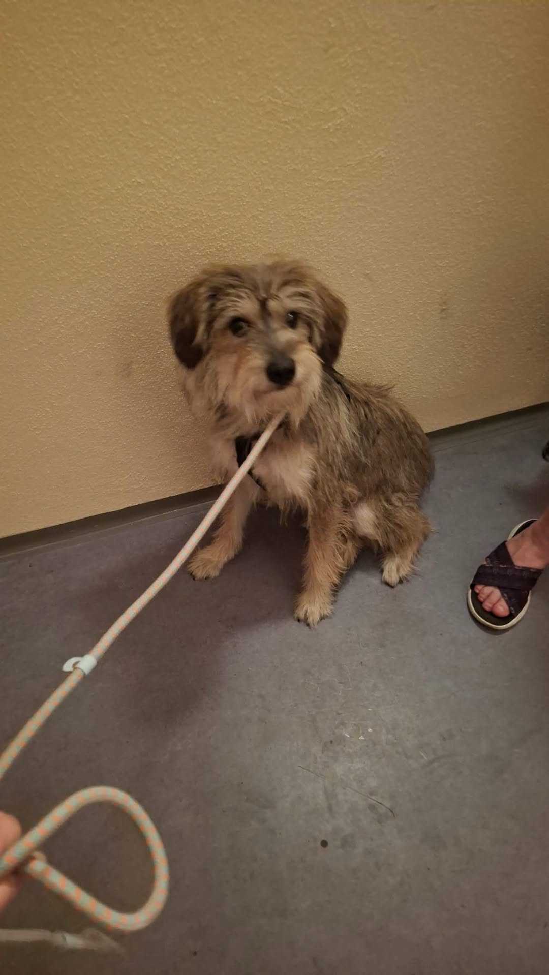 Found Dog in Pirna