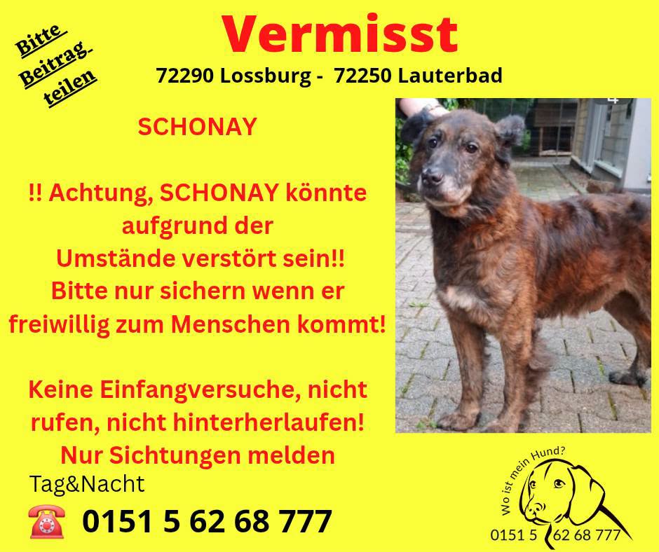 Lost Dog in LoßBurg - Lauterbad