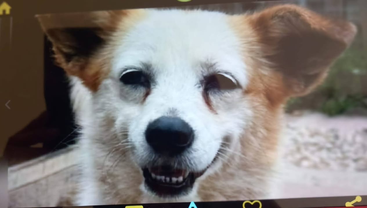 Lost Dog in Krefeld
