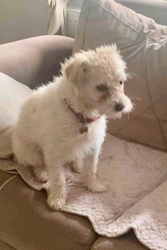 Lost Dog in Hamm