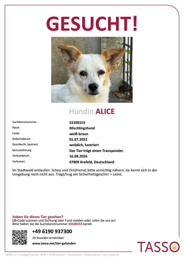 Lost dog