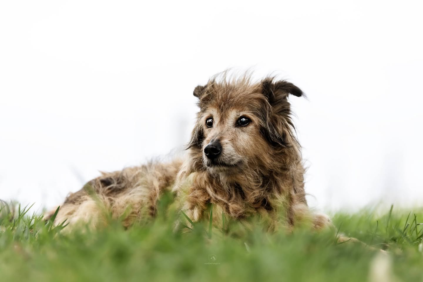 Lost dog