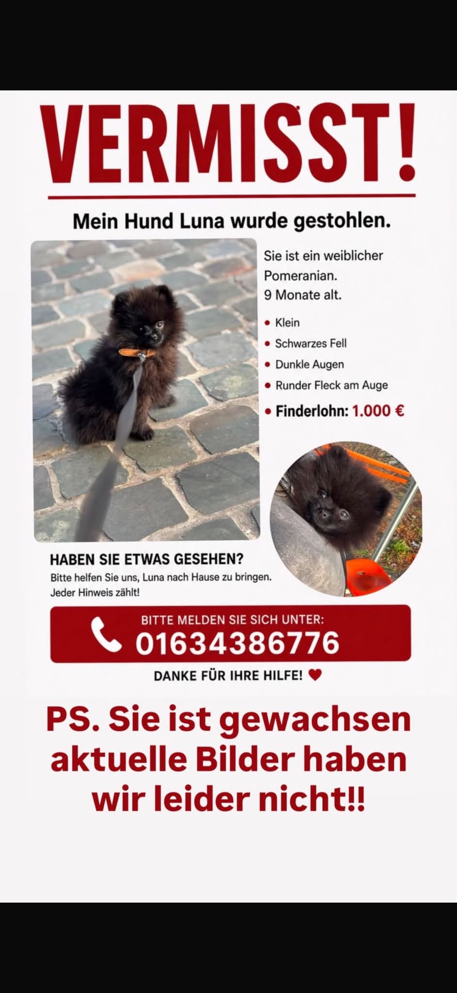 Lost Dog in Germany