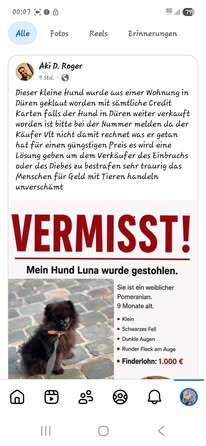 Lost Dog in DüRen
