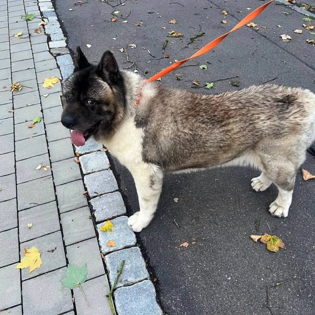 Found Dog in Germany