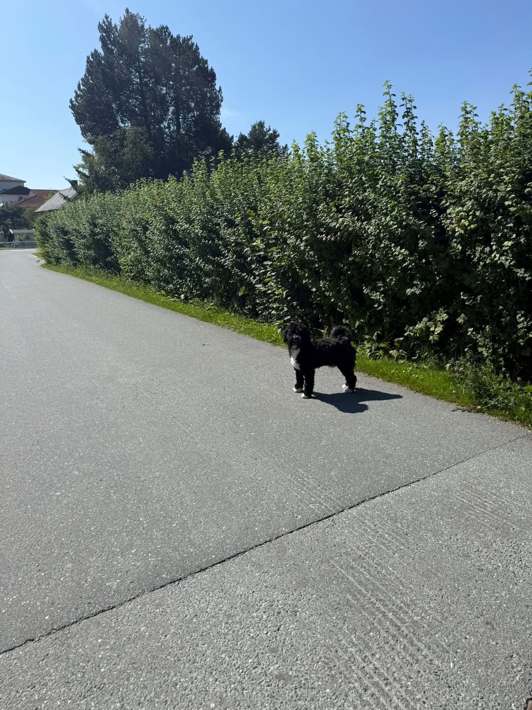 Found dog
