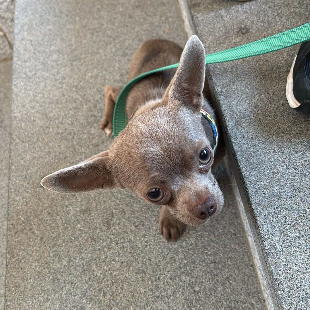 Found dog