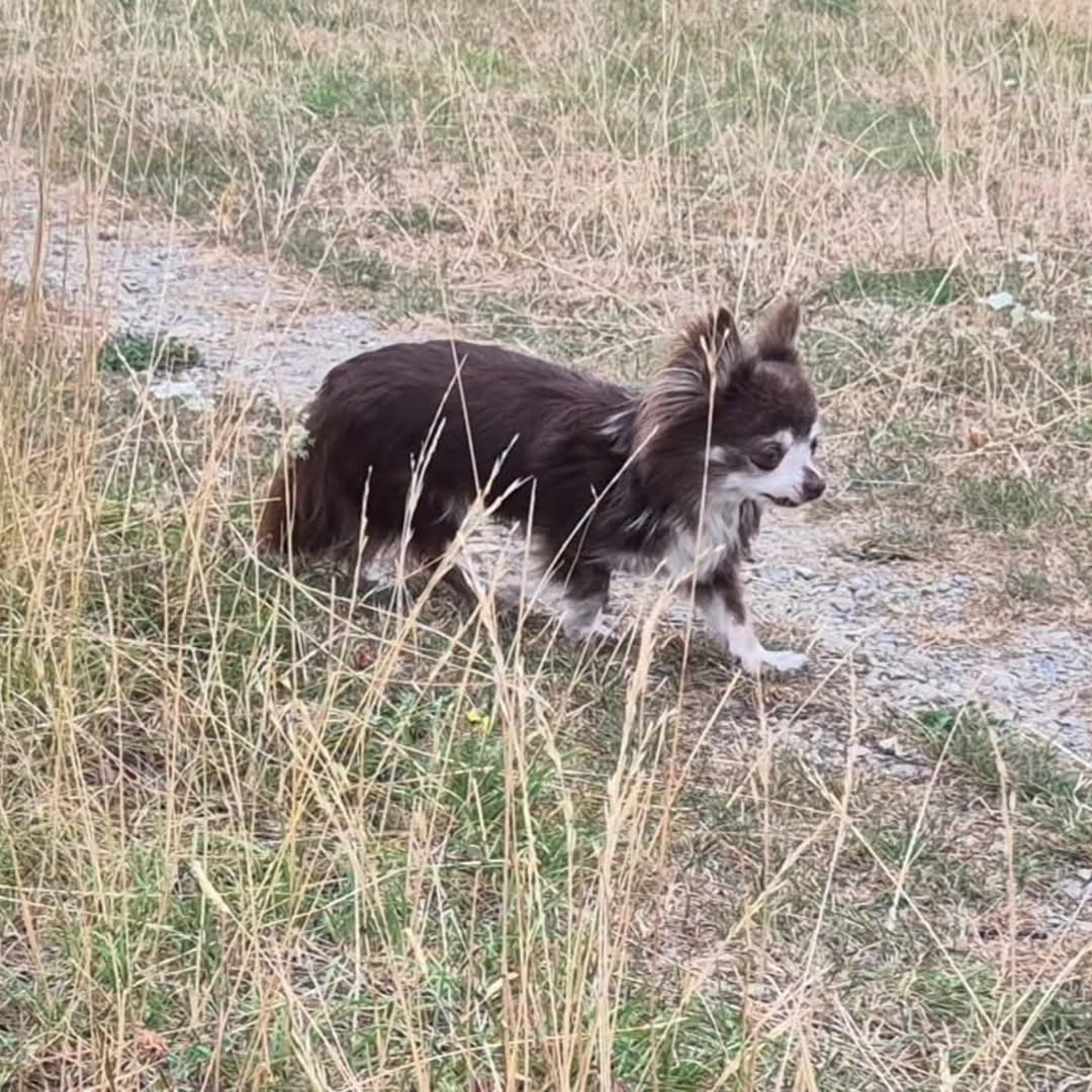 Found Dog in MöSsingen