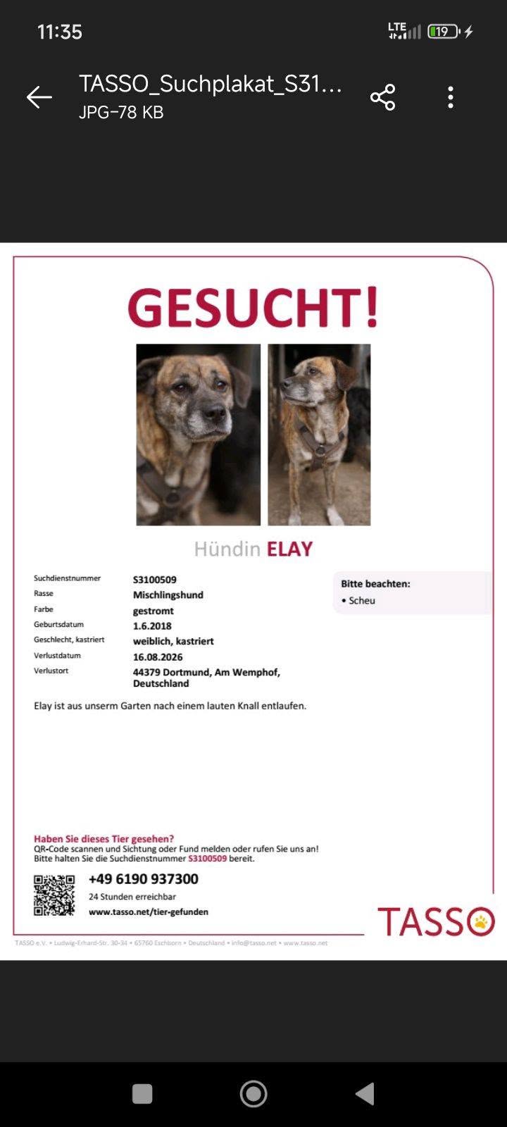 Found Dog in Dortmund