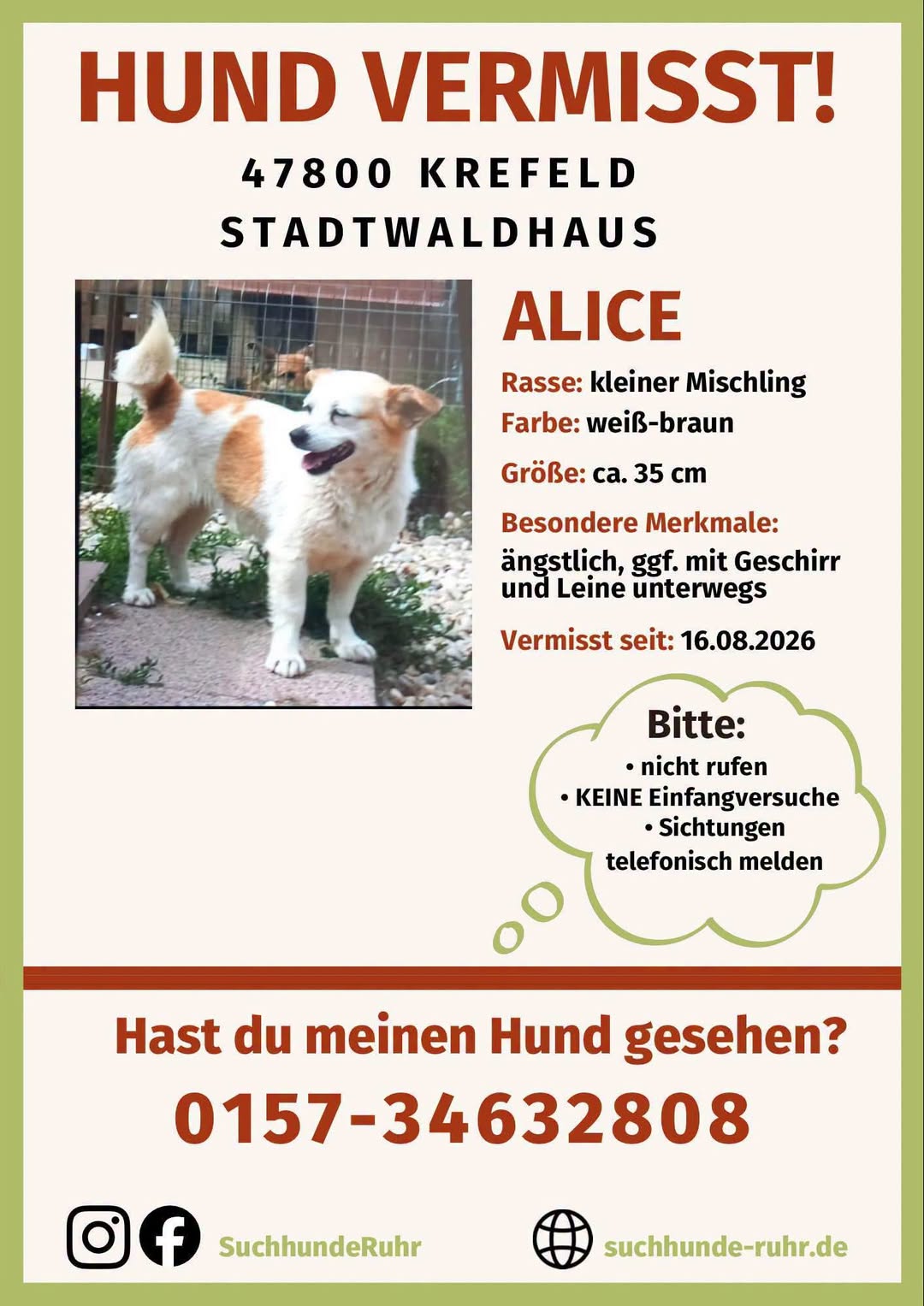 Lost dog