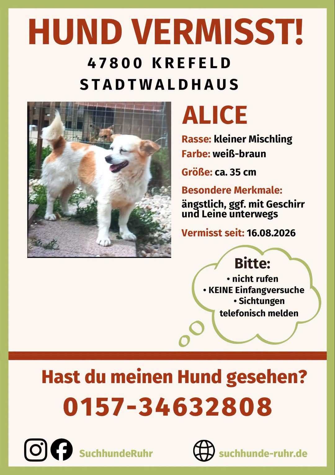 Lost Dog in Krefeld